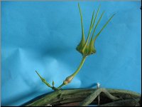 Ceropegia stapelliformis ssp serpentinus